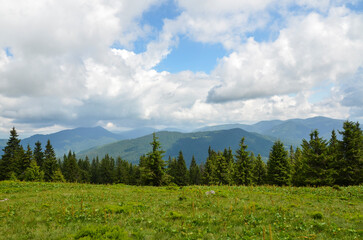 Green meadow in front of edge of the forest and mountain range on background. Carpathian Mountains, Ukraine