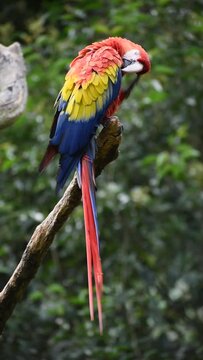 macaw - macao macaw with beautiful red, blue and yellow feathers on a tree scratching its head