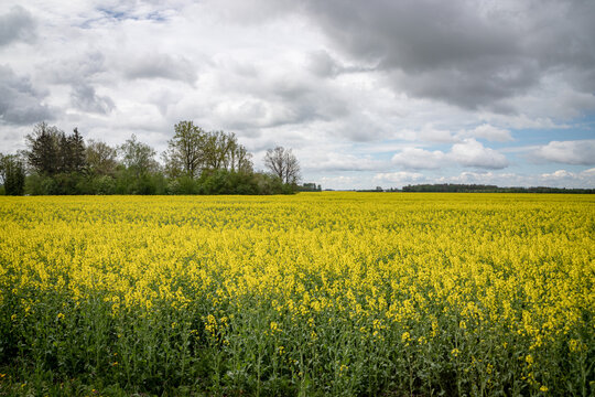 Green Field  Claud  Sky. Early Summer, Flowering Canola, Rape, Rapeseed, Oilseed, Biodiesel Crop. Agricultural Background.