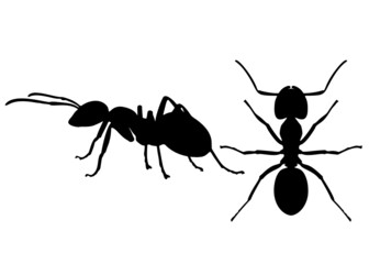 Ants insects in a set. Vector image.