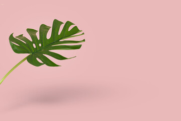 Green leaf of monstera isolated on bright pink background.