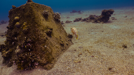 Scuba diving Red Sea Eilat