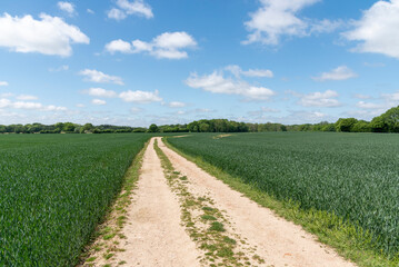 Fototapeta na wymiar Feldweg zwischen Getreidefeldern im Frühling