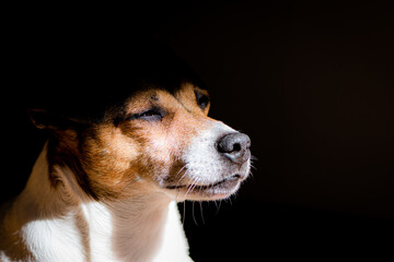 jack russell terrier