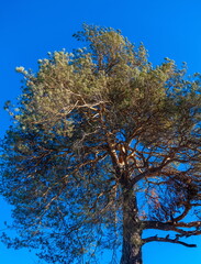 The spreading crown of a pine tree against the blue sky