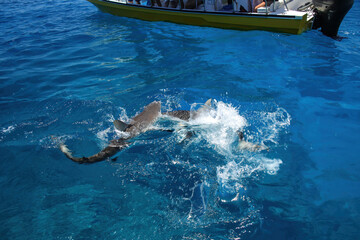 Grey sharks swimming near the boat at Gece Island, Ouvea lagoon, Loyalty Islands, New Caledonia