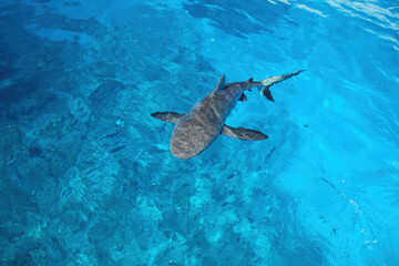 Grey shark swimming in clear water near Gece Island, Ouvea lagoon, Loyalty Islands, New Caledonia.