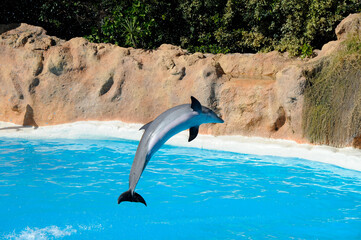 Dolphins in Loro Park Tenerife Spain on 27 December 2019