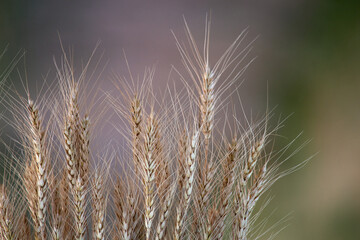 Close-up view of the ears of wheat