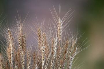 Fototapeta premium Close-up view of the ears of wheat