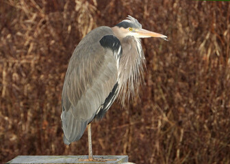 Great Blue Heron  Pic#43 - feeling morning chill