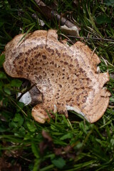 lucid Ganoderma, mushroom, wild mushroom