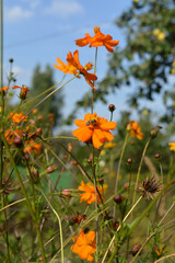 A flower bed of orange cosmos (Cosmos sulphureus) in an apple orchard. The bee is sitting on a flower. Sunny summer day, vertical photo.