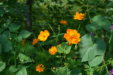 Obraz premium Sunlit orange cosmos flowers (Cosmos sulphureus), black nightshade (Solanum nigrum) with green berries, and morning glory against backdrop of green trees in the garden.