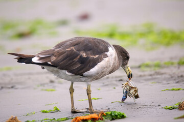 Belcher's Gull eating crab on the beach of Paracas Bay, Peru