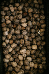 Fresh walnuts