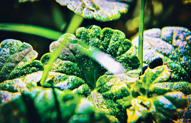 A closeup photo of clover in a yard in Orwell, Ohio; Macro
