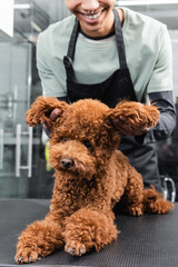 cropped view of smiling african american groomer holding ears of poodle in pet salon.