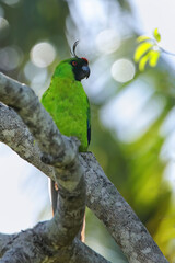 Ouvea parakeet sitting in a tree on Ouvea Island, Loyalty Islands, New Caledonia