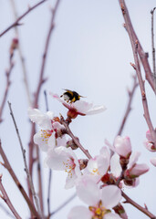 Bumblebee on almond blossoms in March Spain
