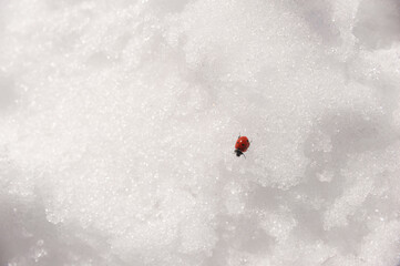 Ladybug in the snow is in distress. The insect got into bad weather in the mountains.