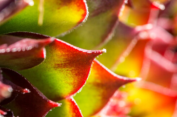 Close up / macro view of the fleshy yet hairy, leaves of Sempervivum tectorum in a garden in the North Pennines, County Durham, UK.