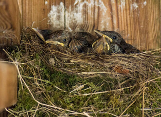 Blackbird (Turdus merula) chicks in a mossy nest in a stable in England, UK in June.