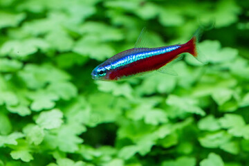 cardinal tetra fish (Paracheirodon axelrodi)