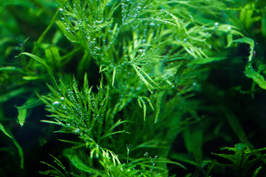 Water Sprite (Ceratopteris thalictroides)