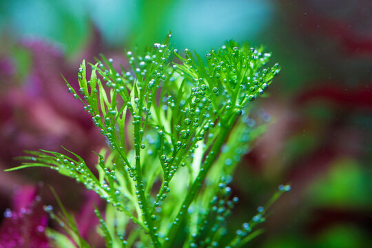 Water Sprite (Ceratopteris thalictroides)