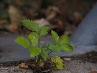 sprout in the garden