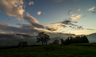 A group of trees viewed across a field in the North Pennines in Autumn, sunlit clouds behind them