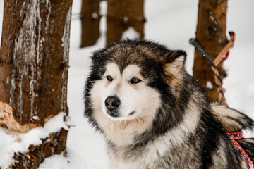 Selective focus on head of beautiful furry siberian husky breed dog
