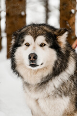 Selective focus on gorgeous gray and white Alaskan Malamute dog