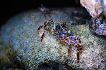crab on the beach