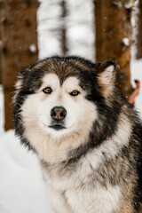 Fototapeta na wymiar Selective focus on fluffy gray and white Alaskan Malamute dog