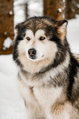 Selective focus on sad looking gray and white Alaskan Malamute dog