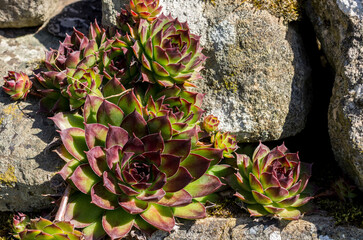 Houseleeks / Sempervivum tectorum growing in cracks in a a stone wall in a garden in the North...