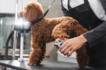 partial view of african american groomer cutting claws of dog in salon. - obrazy, fototapety, plakaty
