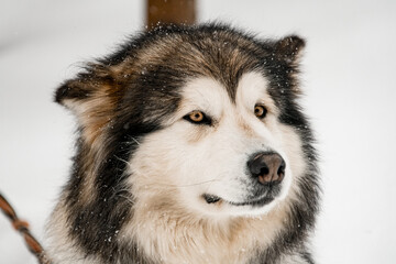 Close up of fluffy siberian husky with lowered ears