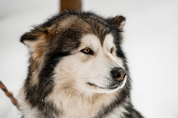 Selective focus on huge Alaskan Malamute with white and gray thick fur