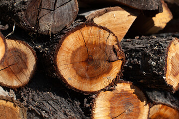 Log cut with an axe. lumbering is a very common industry all over the world. Illegal logging is a...