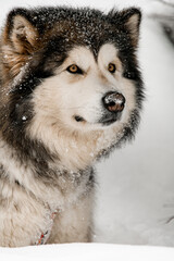 Close-up portrait of a huge sled dog Alaskan Malamute