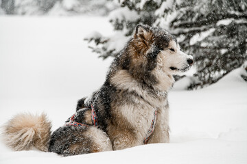 Portrait of Alaskan Malamute sled dog in the forest.