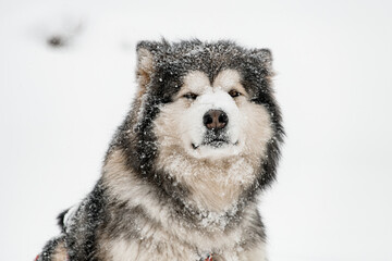 Close up photo of Alaskan Malamute sled dog with grey and white fluffy coat covered with snow