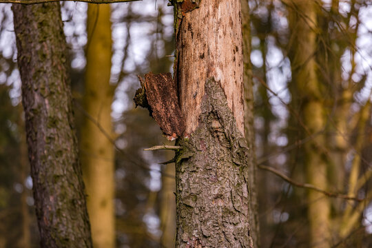 Ein durch Insektenbefall abgestorbener Baum mit sich abl&ouml;sender Rinde