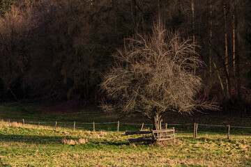 Ein einsamer Baum auf einer durch Stacheldraht und Zaun eingezäunten Weide im Winter