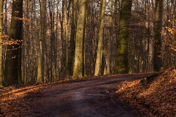 Obraz premium Ein nasser Waldweg mit Bäumen führt bei Sonnenuntergang verschlungen am Hang entlang