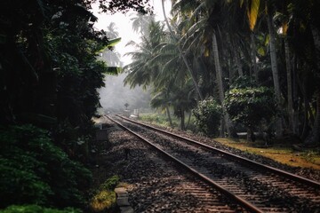 Fototapeta premium railway in the woods