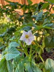 purple potato flower surrounded by greenery